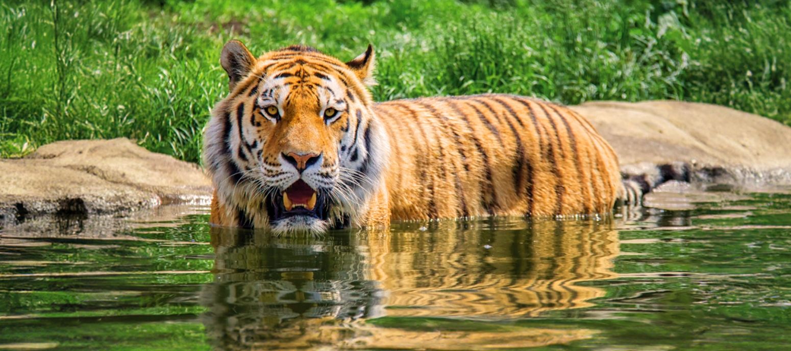 Eindhoven ZOO