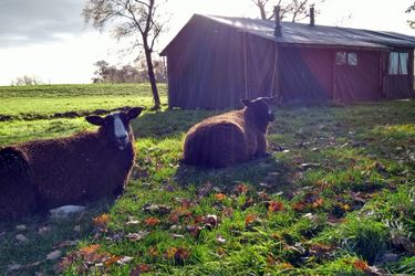 6-persoons tent HeerenBoer met ensuite badkamer