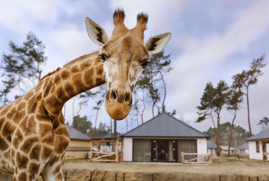 Safari Resort Beekse Bergen in Hilvarenbeek - les meilleures ...