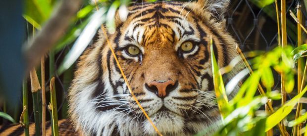 Dierentuin Special